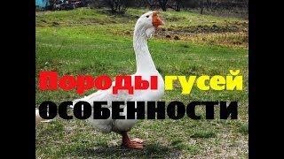 Породы гусей и их особенности. Выбор породы гусей. Птицеводство // КХ Алексеевых