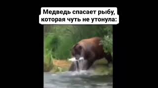 Медведь спас рыбу #shorts