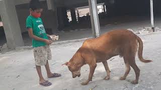 Feeding Street Dog during Covid wave2