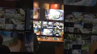 🐼"A Day in the Life of Giant Pandas: Inside the Observation Room at the Zoo"👍#panda #observationroom