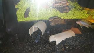 new breeding #cichlids #Demansoni  / #Gresshakei in little variation!!!