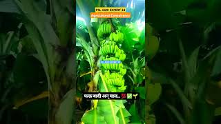 Banan export quality harvisting......... #bananafarming #pomogranate #garlicfarming #ginger #npk