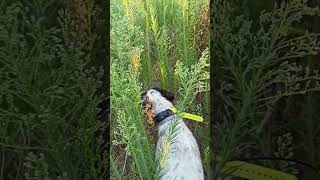 Caccia alle Quaglie con la SETTER LUNA.