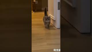 cat walk 🤣 #animals #viral