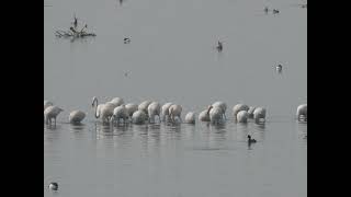 Flamingoscape : Greater flamingos feeding in an orderly formation.