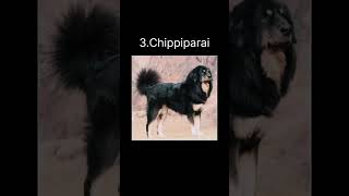 Top 5 Indian Dog Breeds #Shorts #Viral Short