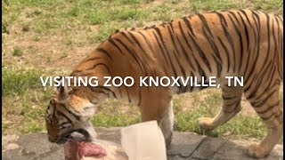 Nature & Wildlife. Visiting Knoxville TN Zoo