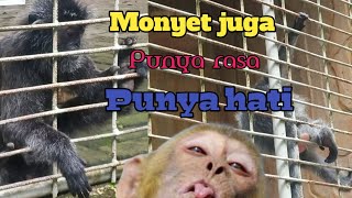 Telak!!, dengar nasehat si mbah di akhir video|| Prank monyet bag.2