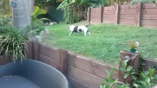 dog video 2