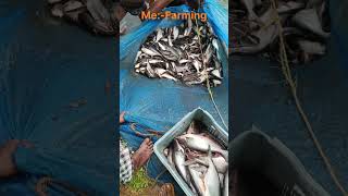 fish farming is growing industry #fish_farming #fishing #pangasfish #pondliner #agriculture