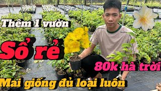 1-6-2024📲0369529749 gặp Duy 🌲giao lưu 1 vườn mới cây quá xuất sắc Bình lợi Như ý điều có 80k thôi🌲