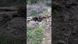 Moose in the way! Soo gross. #camso #tracks #utv #canam #cabin #canamdefender