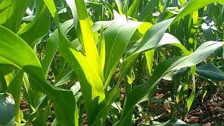 Maize planting under Minimum Tillage practice