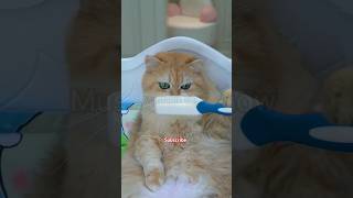 Rat 🐀 Tut brush 🪥 put Colgate on the cat 🐈 #shorts #cat #animals #trending #funny #youtubeshorts #yt