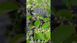 পানিতে সব লন্ডভন্ড করে দিয়ে গেল #shortvideo