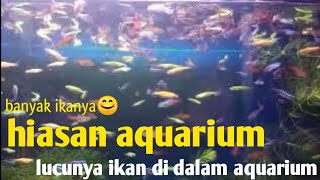 melihat indahnya ikan hias di dalam aquarium #ikanhias