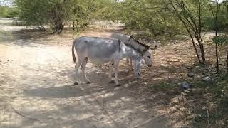 Hungry donkey in desert|| Desert Hot||