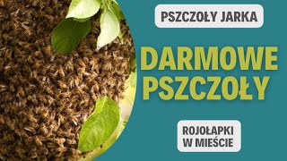 Darmowe Rodziny Pszczele #pasieka #pszczoły