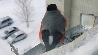 Feeding birds in winter