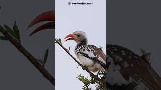 Perfect Perch: Photographing the Red-Billed Hornbill