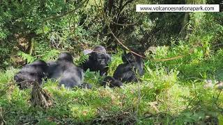 Mountain gorilla fight in Volcanoes National park Rwanda- (short gorilla tours) #gorillafamilies