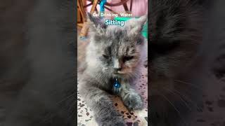 Cat Drinking Water | Sitting | Like | Subscribe | Share