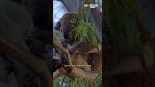 Apa Alasan Koala Dikenal Sebagai Hewan Pemalas? #Koala #Hewan #Mitos #Fakta #viral #shorts #trending