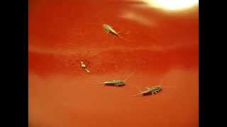 Silverfish Up Close