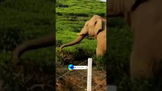 SUBSCRIBE 👆Elephant at Tea Estate Nilgiris 🐘#shorts #elephant