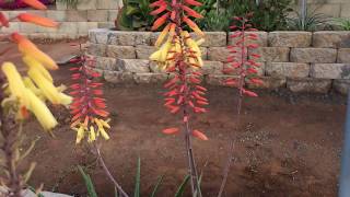 "Succulenting with Stephen": Aloe 'AJR' is all cherry red texture and tubular flowers