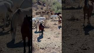 Wild Horses World Best #animals #wildanimal #horsevideo #majestichorses #mustangs #relaxation