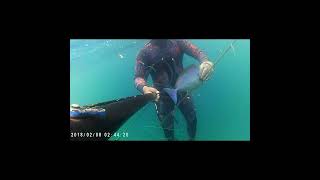 Joetung's spearfishing solo dive... mtb mis. occ.