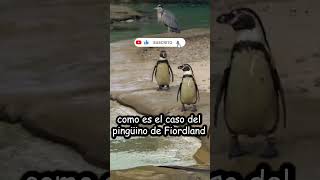 ¿CÓMO VIVEN LOS PINGÜINOS? #shorts