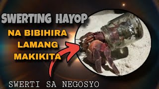 SWERTING HAYOP/LIHIM NA KAALAMAN