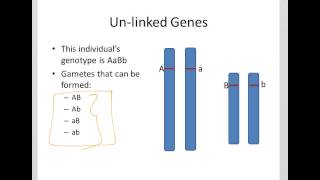 A Review of Unlinked Genes