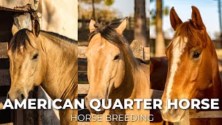 American Quarter Horse | Horse Breeding @secret_animals