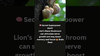 Lion’s Mane Mushroom The Brain Boosting Secret Unveiled! #facts #shorts