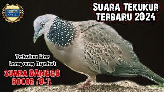 Suara Panggilan Tekukur Terbaru 2024 || Suara Yang Disukai Para Pemikat || Banggo Bocor