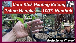 Cara Stek Ranting Batang Pohon Nangka 100% Berhasil #alamseru #KebunBuah