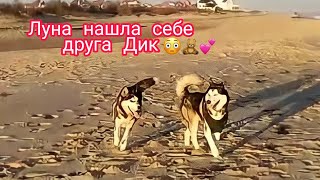 Луна нашла друга ???/Луна и Дик💜🐶