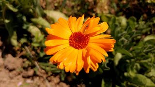 La Calendula