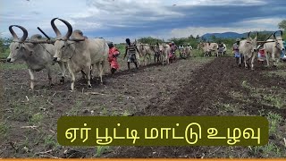 ஏர் பூட்டி மாட்டு உழவு | Uzhavu | Mannum Manasum | Traditional Agricultural system in India