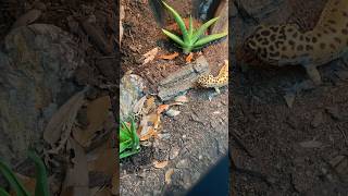 Leopard gecko eating a mealworm #leopardgecko