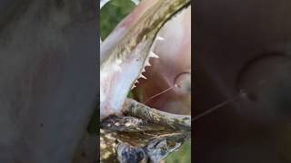 SHORTEST PIKE CATCH AND COOK ON YOUTUBE!(GOYA FISH RECIPE) #catchandcook #fishing #fyp #pike #howto