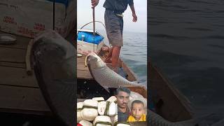 Big Bize Cutlet Fish Catchup amazing fishing #fishing #fish #shorts #viralvideo #viralshorts 🙆‍♂️😮