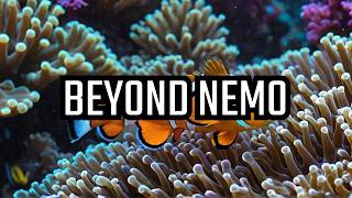 Clownfish Secrets: More Than Just Nemo!