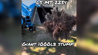 LS tractor removes giant stump!