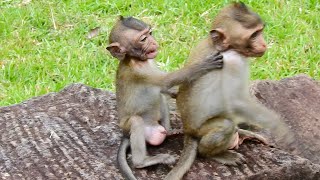 Baby monkey Ronnie enjoys to play with monkey Amber kids