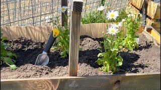 Planting daisies. #howto  #diy  #wilddaisyhomestead  #gardening #flowers