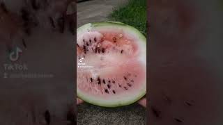 poor poor watermelon